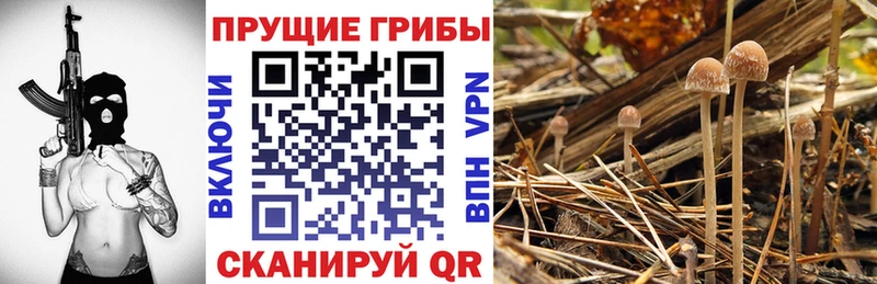 Псилоцибиновые грибы Cubensis  наркошоп  Суровикино 